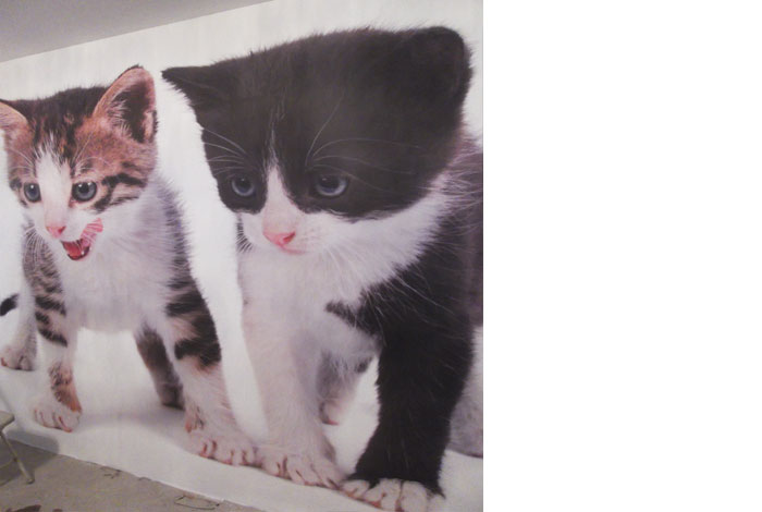 fototapeta dla dzieci z kotami